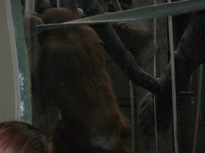 zoo 055 - Chester_Zoo_Anglia