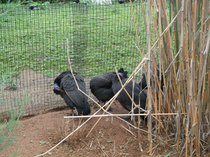 zoo 074 - Chester_Zoo_Anglia