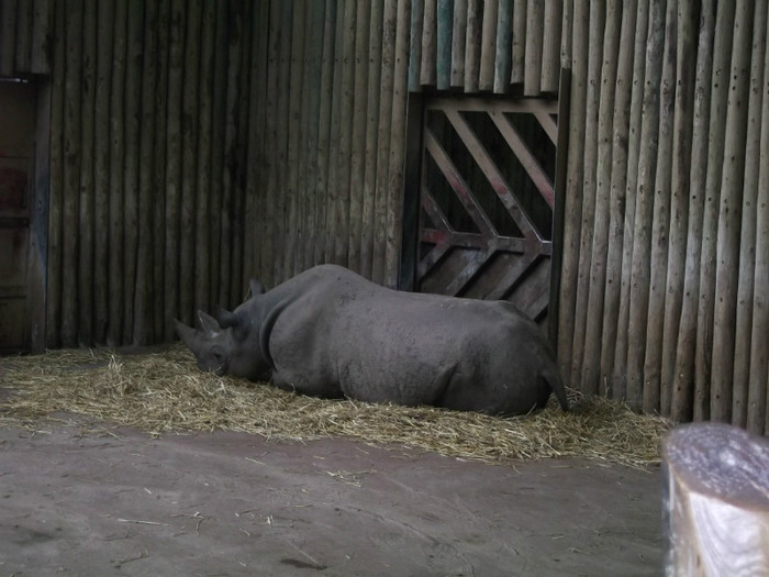 zoo 083 - Chester_Zoo_Anglia