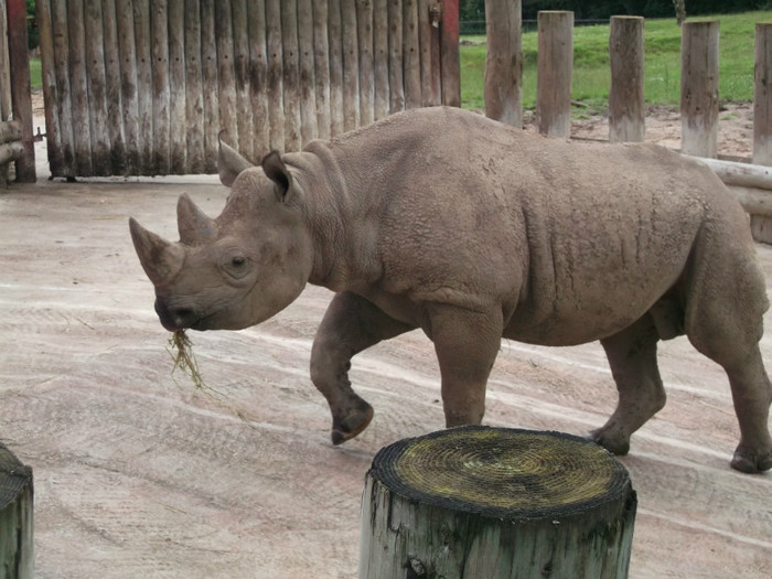 zoo 085 - Chester_Zoo_Anglia