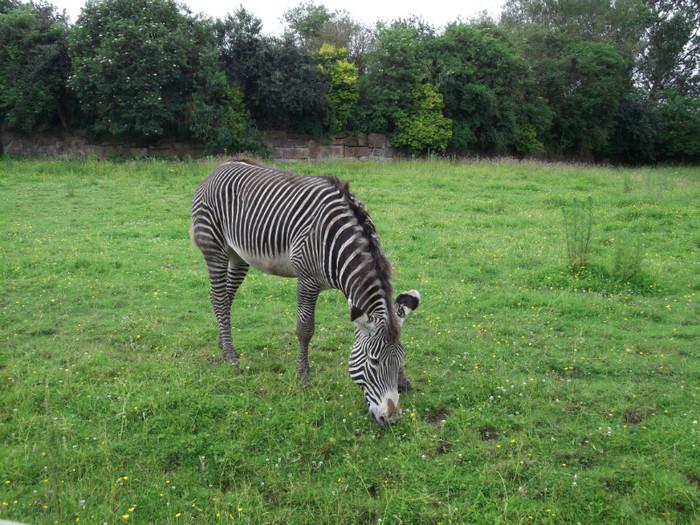 zoo 097 - Chester_Zoo_Anglia