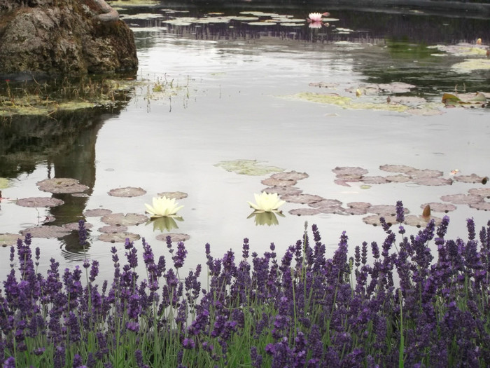 lavanda si nuferi...