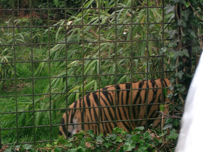 zoo 2 005