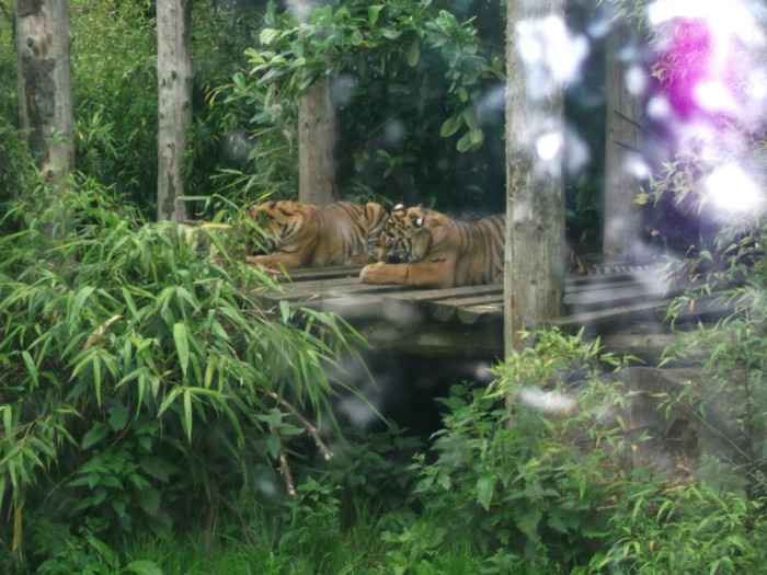 zoo 2 007