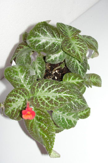  - Episcia U