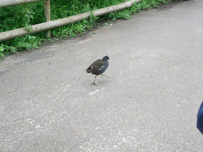 drumet pe alee!?..:))