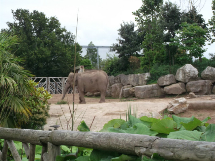 zoo 2 034 - Chester_Zoo_Anglia