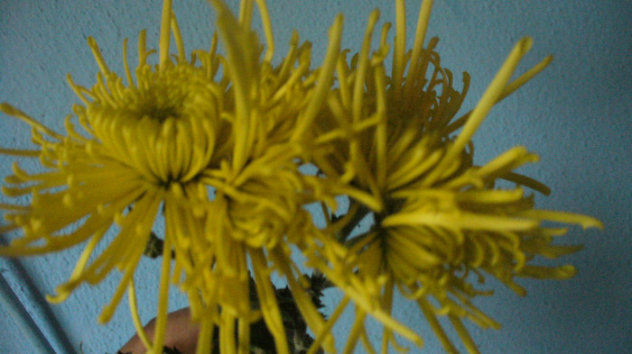 P1050523 - crizanteme de vanzare decembrie 2012