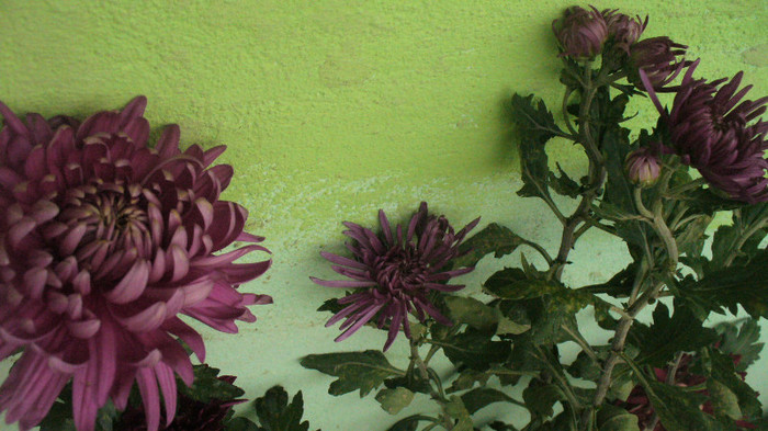 P1050546 - crizanteme de vanzare decembrie 2012