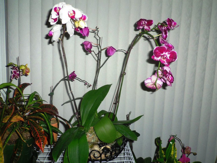 21 nov. 2012 - 2012 Orhidee