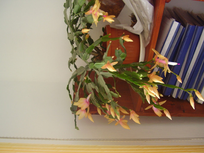 014 - SCHLUMBERGERA 2012