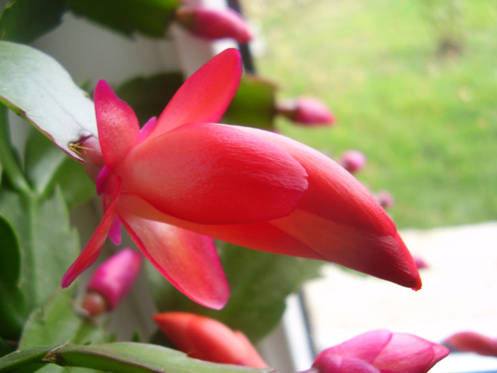 008 - Copy - SCHLUMBERGERA 2012