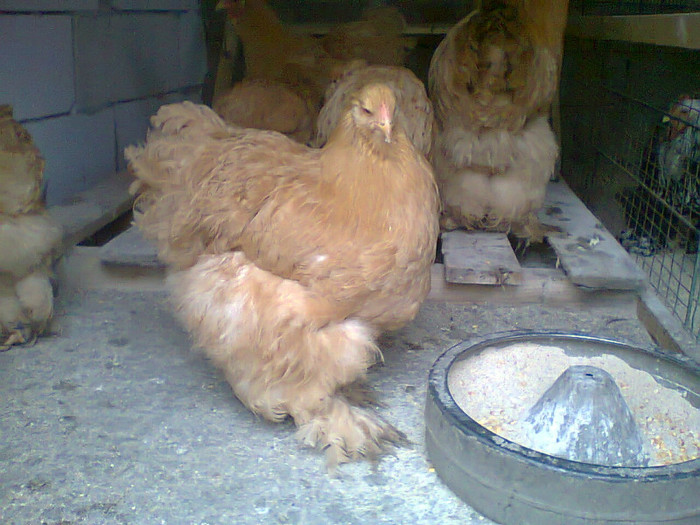 gaina CIUPULIGACOSMIN