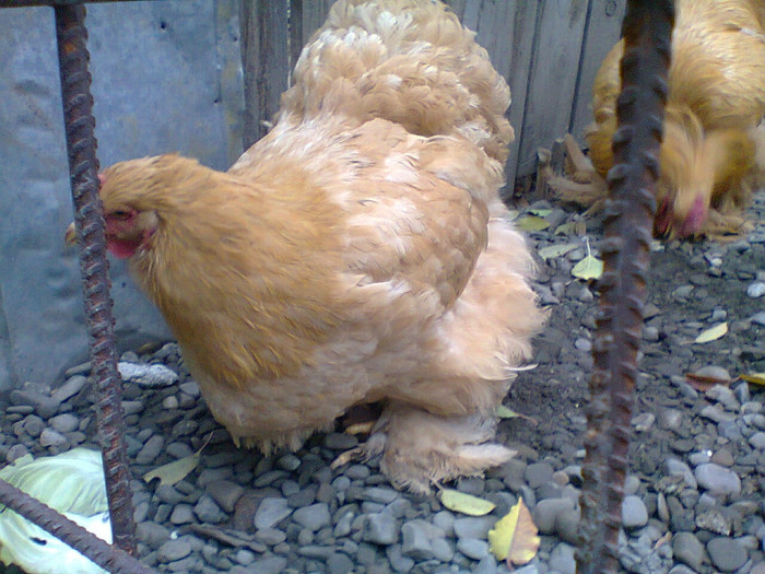 gaina CIUPULIGACOSMIN