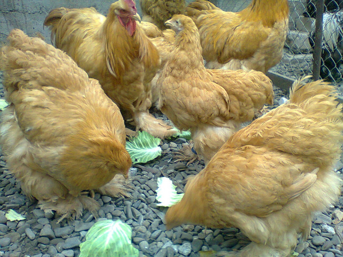 la gramada 2 fam. 2013