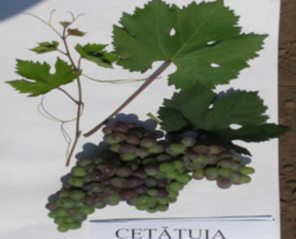 cetatuia