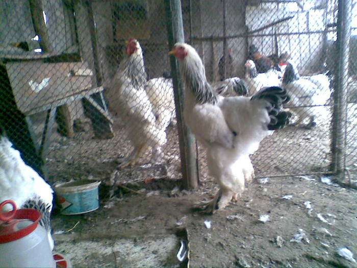 000 22 - 2 - brahma herminat deschis FAM 2