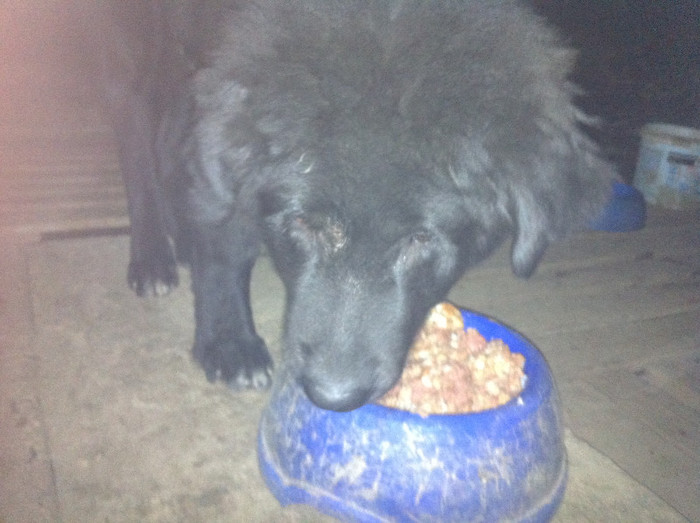  - CIOBANESC CORB SI ROTTWEILER