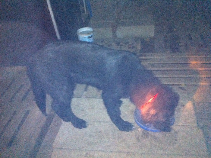  - CIOBANESC CORB SI ROTTWEILER