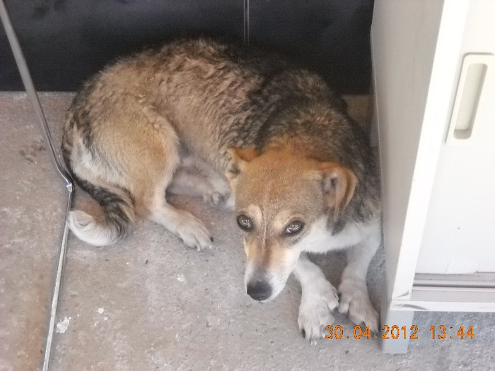 DSCN5684 - catei si pisicute