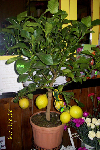 DE....BUN GUST ,DAR ACRUT ..