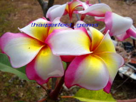 raya - PLUMERIA asa vor arata