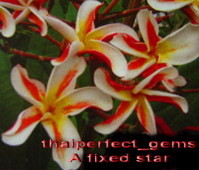 a fixed star - PLUMERIA asa vor arata