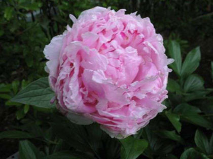 Peony_DrAlexFleming