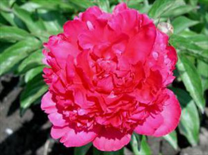 paeonia_felix_crousse