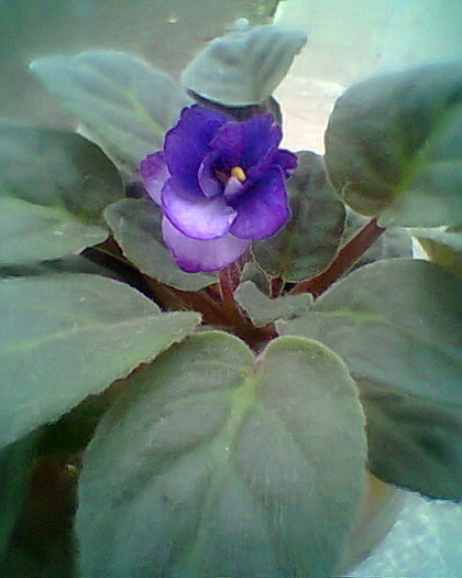 Photo^^0374 - violete de parma 2012