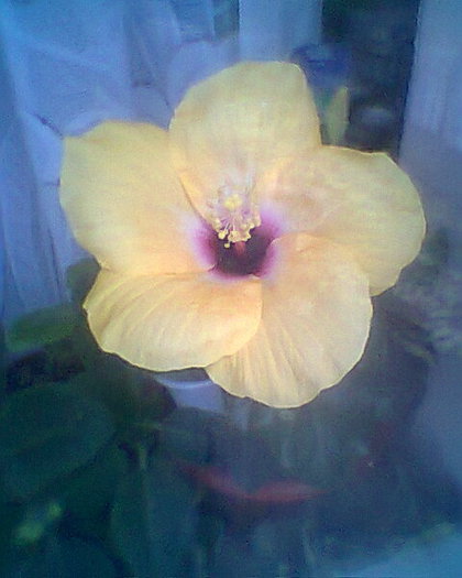 columbine yellow - hibiscusi 2012