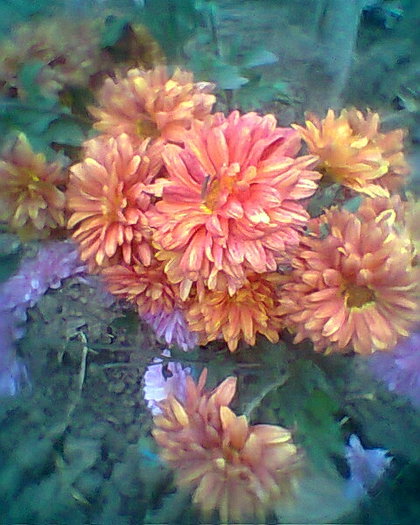 multumesc emilia68 - flori de gradina 2012