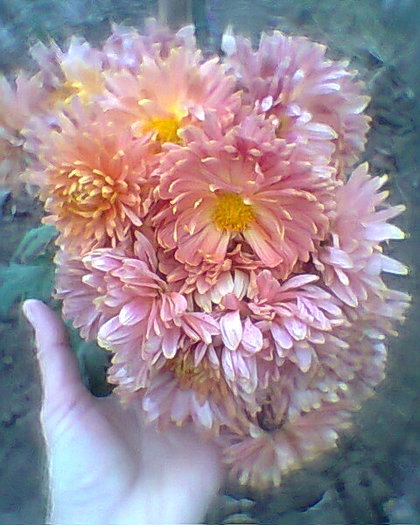 multumesc ileanap - flori de gradina 2012