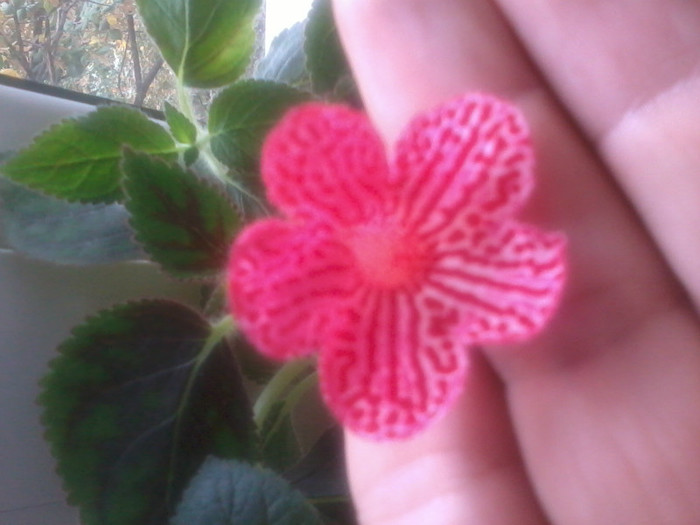carnival - Kohleria