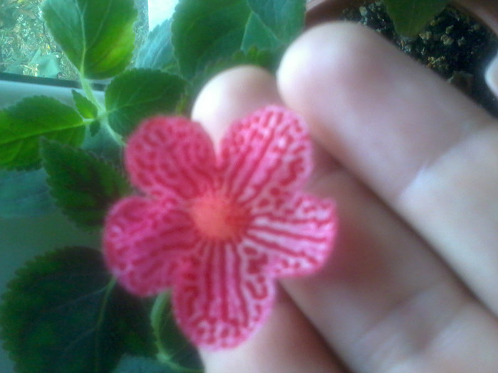 carnival - Kohleria
