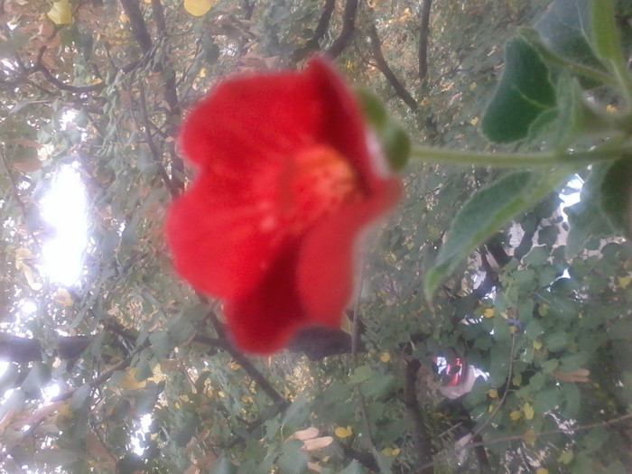 Tjuric bjorn - Kohleria