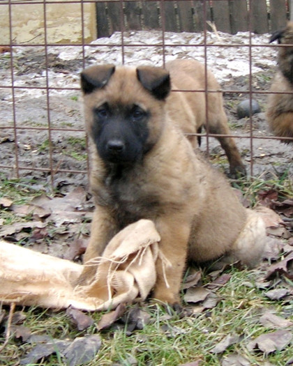 Arlo 3 - Ciobanesc Belgian Malinois