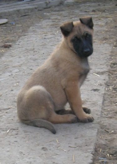 Arlo - Ciobanesc Belgian Malinois