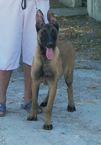 Blitz - Ciobanesc Belgian Malinois