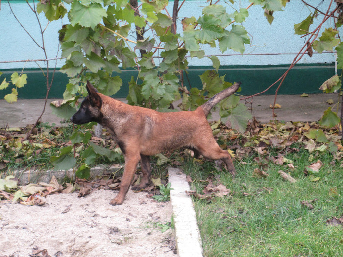 Ice  Duma`s - Ciobanesc Belgian Malinois