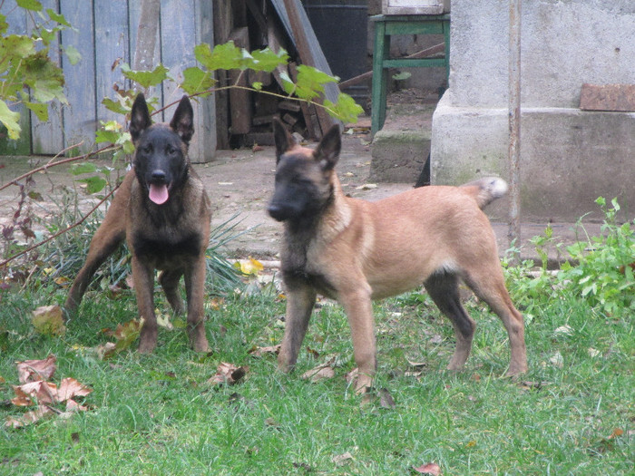 Ice & Injoy  Duma`s - Ciobanesc Belgian Malinois