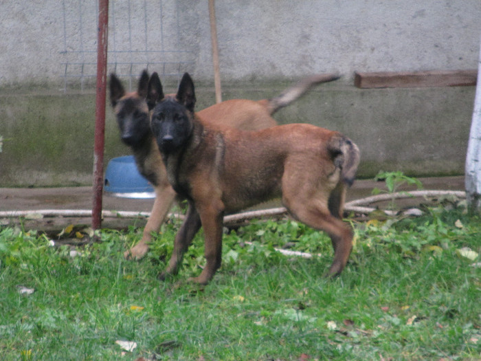 Ice & Injoy  Duma`s - Ciobanesc Belgian Malinois