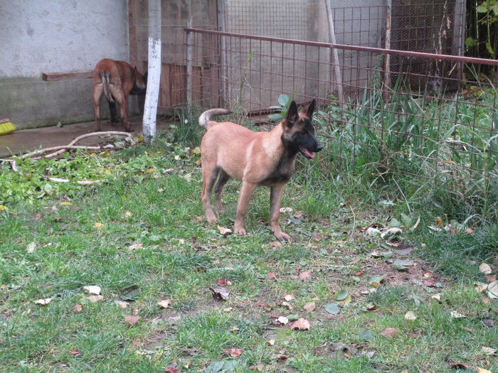 Injoy Duma`s - Ciobanesc Belgian Malinois