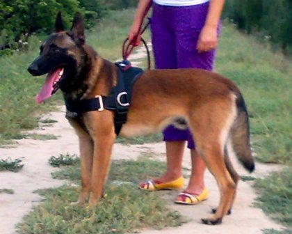 Conan (Aldo) - Ciobanesc Belgian Malinois