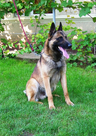 Conan - Ciobanesc Belgian Malinois