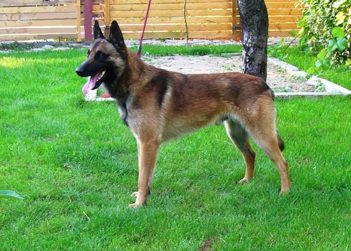 Conan - Ciobanesc Belgian Malinois