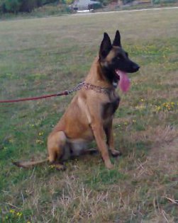 Viky - Ciobanesc Belgian Malinois