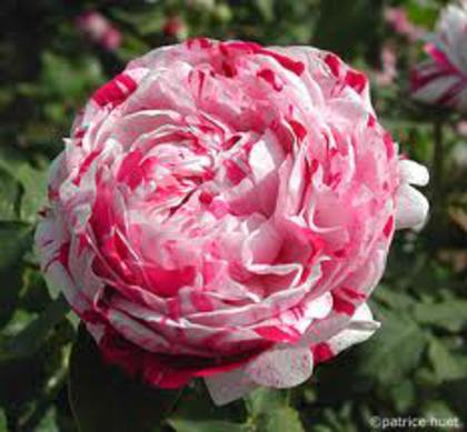 Variegata di Bologna