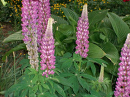 lupin-emilia lupin-emilia