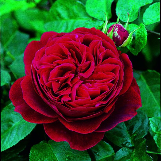 L.D. BRAITHWAITE-2BUC - achizitii de trandafiri pt toamna 2012
